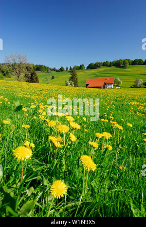 Meadow with dandelion and farm in background, Allgaeu, Bavaria, Germany Stock Photo