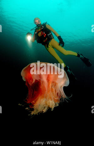 Ohrenqualle und Taucher, jellyfish and scuba diver, Aurelia aurita