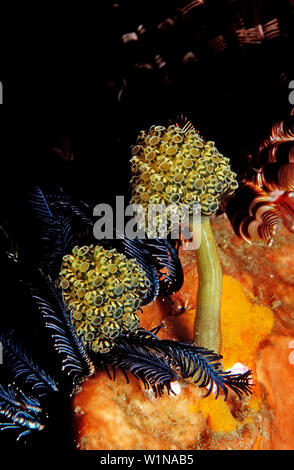 Sea squirts, Stalked Green Ascidian , Oxycorynia fascicularis, Nephtheis fascicularis, Komodo National Park, Indian Ocean, Indonesia Stock Photo