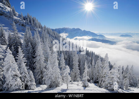 View over snow covered coniferous forest and sea of fog over Inn valley to Wilder Kaiser, Zahmer Kaiser, Kaiser Range, Tyrol, Austria Stock Photo
