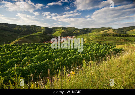 Hills and vineyards around Schelingen, Kaiserstuhl, Baden-Wuerttemberg, Germany, Europe Stock Photo