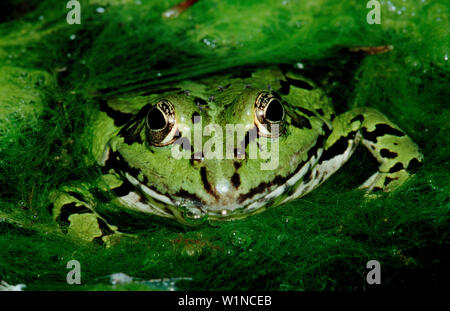 Wasserfrosch, frog, water frog, Rana esculenta Stock Photo