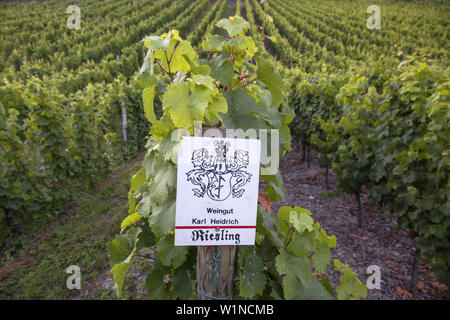 Riesling grapes growing in the vineyard Karl Heidrich, Bacharach by the Rhine, Upper Middle Rhine Valley, Rheinland-Palatinate, Germany, Europe Stock Photo