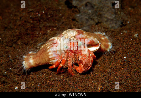 Parasit anemone hermit crab, Dardanus pedunculatus, Calliactis parasitica, Bali, Indian Ocean, Indonesia Stock Photo
