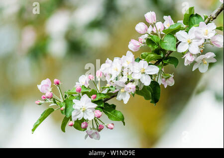Blossoming apple tree, Hamburg, Germany Stock Photo