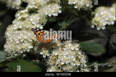 Painted lady, Cosmopolitan, Vanessa cardui Stock Photo