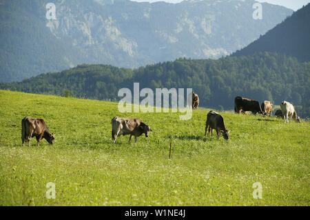 Cattle grazing on mountain pasture, Styria, Austria Stock Photo