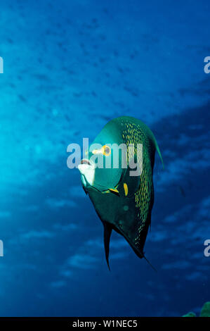 French Angelfish, Pomacanthus paru, British Virgin Islands, BVI, Caribbean Sea, Leeward Islands Stock Photo