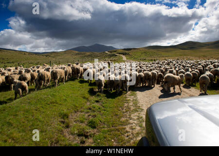 Sheep drive in the mountains of the Hawkdun Range, Otago, South Island, New Zealand Stock Photo