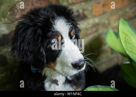 Bernese Mountain Dog puppy outdoors sitting on front of a brick wall, with hosta leaves in shot Stock Photo