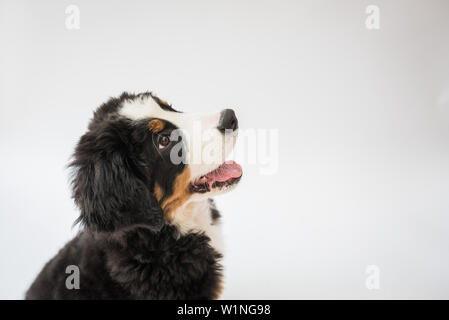 Bernese Mountain Dog puppy looking up Stock Photo