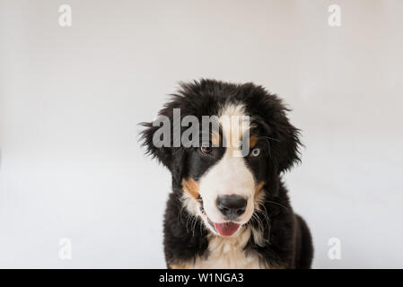 Bernese Mountain Dog puppy with one blue eye Stock Photo