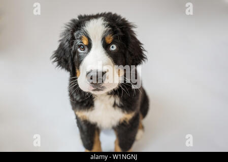 Bernese Mountain Dog puppy with one blue eye sitting up and looking at camera. Stock Photo