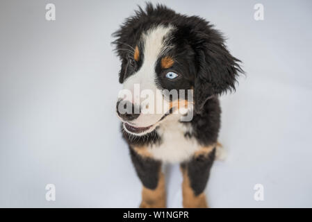 12 week old fashion bernese mountain dog