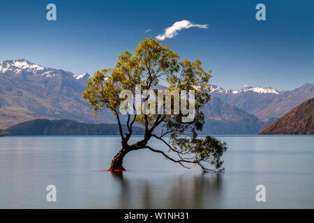 The Iconic ‘Lone Tree’ In The Lake, Lake Wanaka, Otago Region, South Island, New Zealand Stock Photo