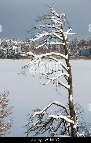 Dead Pine Tree in snow, Winterscenery, Osterseen, Easter lakes, Upper Bavaria, Germany Stock Photo