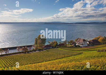 View over a vineyard near Meersburg to the lake, Lake Constance, Baden-Wuerttemberg, Germany Stock Photo