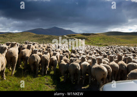 Sheep drive in the mountains of the Hawkdun Range, Otago, South Island, New Zealand Stock Photo