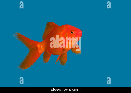 Goldfish in blue water, Carassius auratus, captive Stock Photo