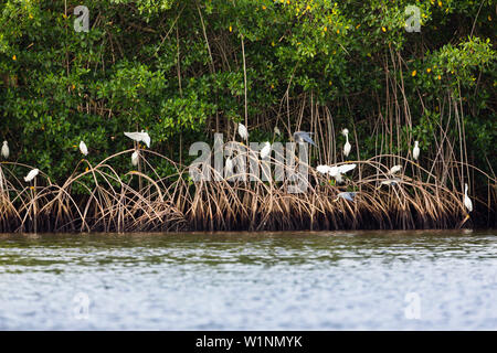 Snowy Egrets in the Mangroves, Egretta thula, Caroni Swamps, Trinidad, West Indies, Caribbean, South America Stock Photo