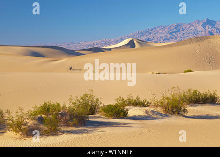 View over Mesquite Flat Sand Dunes at Stovepipe Wells Village towards Amargosa Range , Death Valley National Park , California , U.S.A. , America Stock Photo