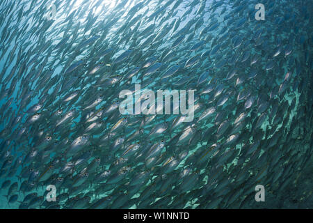 Schooling Oxeye Scad, Selar boops, Florida Islands, Solomon Islands Stock Photo