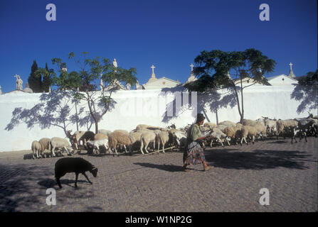 Shepherd, Loule, Algarve Portugal Stock Photo