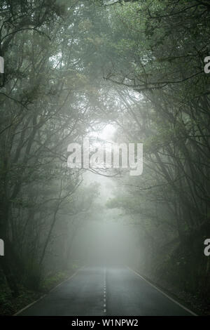 spooky road leading through the cloud forest at Parque Nacional de Garajonay, La Gomera, Canary Islands, Spain Stock Photo