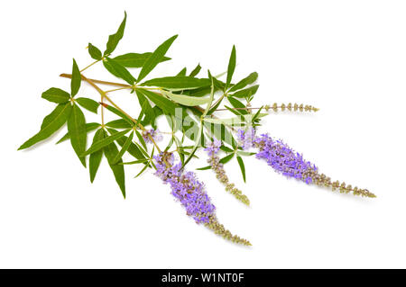 Vitex agnus-castus, chaste tree or chastetree, chasteberry, Abraham's balm, lilac chastetree or monk's pepper. Stock Photo