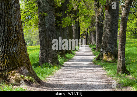 Oaks, Alley in spring, Kottmueller-Allee, Murnau, Upper Bavaria, Germany Stock Photo