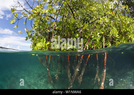 Stilt Roots of Mangrove Tree, Rhizophora sp., Russell Islands, Solomon Islands Stock Photo