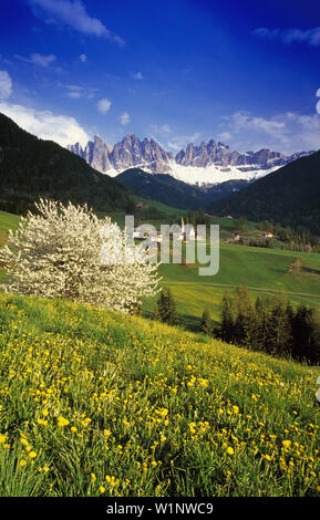 Cherry blossom, Santa Maddalena, view to Le Odle, Val di Funes, Dolomite Alps, South Tyrol, Italy Stock Photo