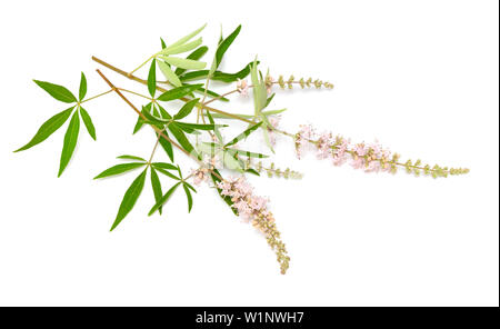 Vitex agnus-castus, chaste tree or chastetree, chasteberry, Abraham's balm, lilac chastetree or monk's pepper. Stock Photo