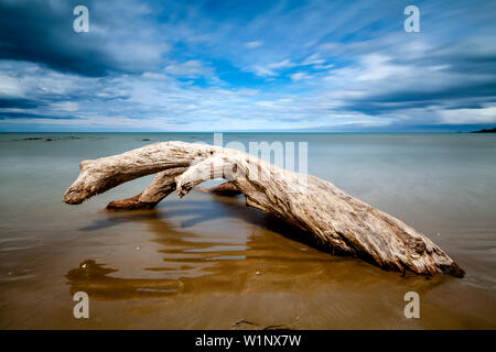 A Dead Tree On The Beach, Kaka Point, The Catlins, South Island, New Zealand Stock Photo