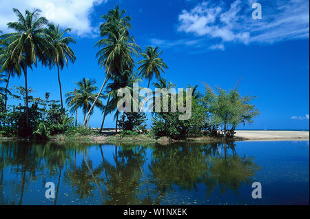 Palmenstrand, Kokospalmen, Tobago West Indies, Karibik Stock Photo