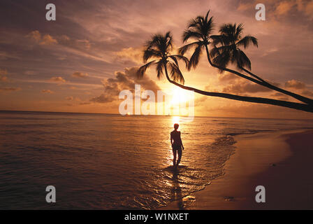 Sunset Silhouette, Turtle Beach, Near Mullins Bay St. Peters, Barbados Stock Photo