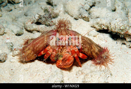 Parasit anemone hermit crab, Dardanus pedunculatus, Calliactis parasitica, Indonesia, Wakatobi Dive Resort, Sulawesi, Indian Ocean, Bandasea Stock Photo