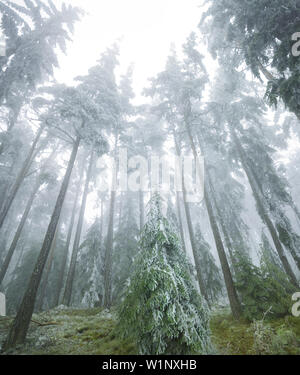 iced forest in the Wechselgebiet, Lower Austria, Austria Stock Photo