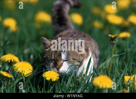 Hauskatze, in Blumenwiese Stock Photo