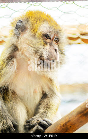 Close Up of a Monkey in a Cage of a Zoo. Crab-eating Macaque, the Long- Tailed Macaque Stock Photo