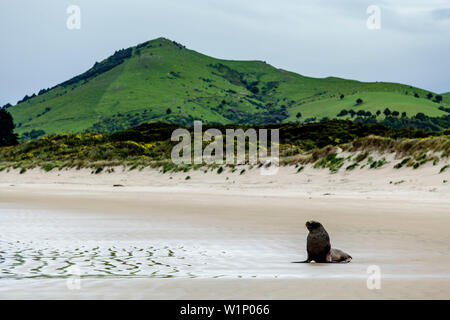 A Sea Lion On The Beach At Surat Bay, The Catlins, South Island, New Zealand Stock Photo