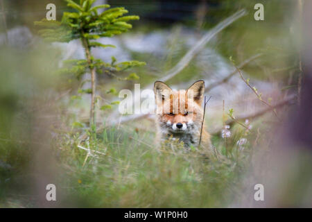 Red Fox, Vulpes vulpes, Bavaria, Germany, Europe Stock Photo