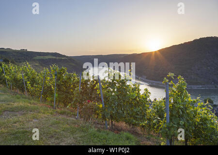 View over vineyards at the Rhine, Upper Middle Rhine Valley, Rheinland-Palatinate, Germany, Europe Stock Photo
