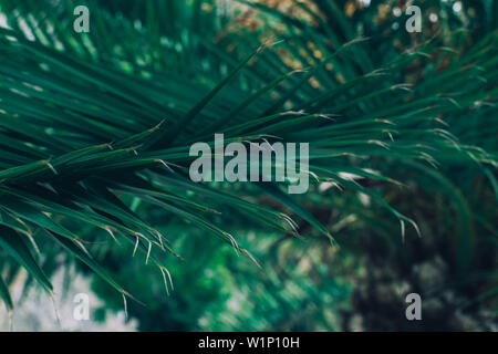 Beautiful palm leaf of coconut tree on a green background in the nature. Close up. Stock Photo
