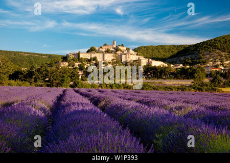 Early morning over lavender field below the medieval village of Banon in the Vaucluse, Provence, France Stock Photo
