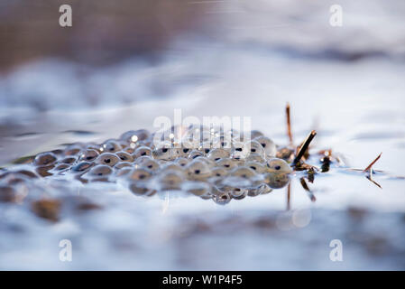 Frog spawn in a frozen water puddle, moor lake Oberallgaeu, Allgaeu, Oberstdorf, Germany Stock Photo