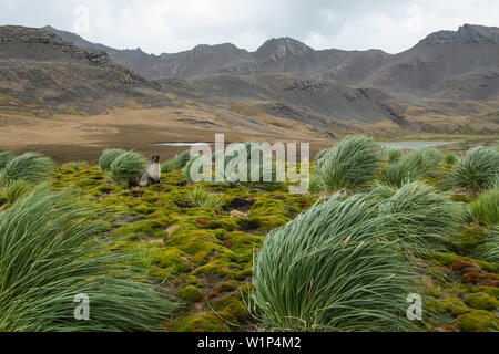 An Antarctic fur seal (Arctocephalus gazella) sits in a bed of moss among tussock grass surrounded by distant mountains, Jason Harbour, South Georgia
