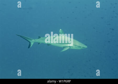 Grey reef shark (Carcharhinus amblyrhynchos) Indian Ocean, Maldives Stock Photo