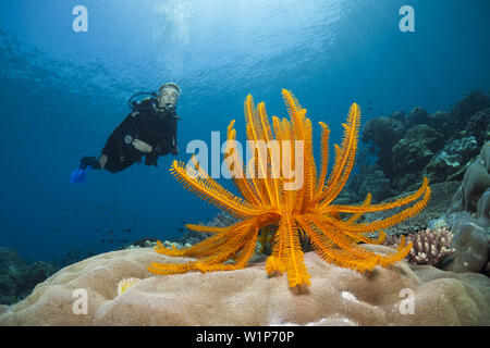 Crinoid in Coral Reef, Comanthina schlegeli, Ambon, Moluccas, Indonesia Stock Photo