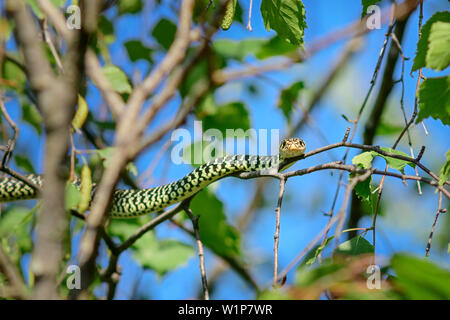 Green whip snake laying in tree, Hierophis viridiflavus, Val Maira, Cottian Alps, Piedmont, Italy Stock Photo